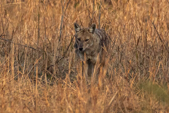 Image of Indian jackal