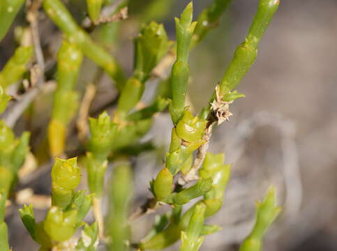 Image of Tecticornia triandra (F. Müll.) K. A. Sheph. & Paul G. Wilson