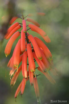 Image of Aloiampelos ciliaris var. ciliaris