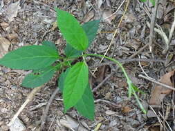 Image de Jasminanthes mucronata (Blanco) W. D. Stevens & P. T. Li