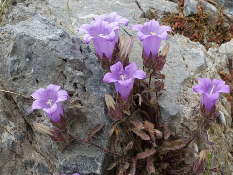 Campanula tubulosa Lam. resmi