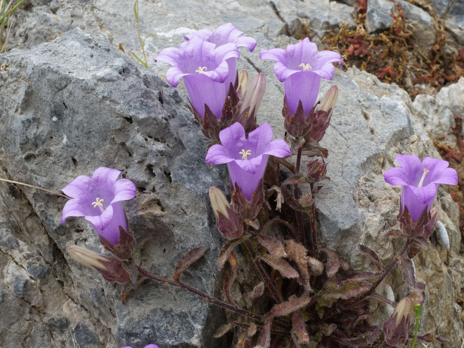 Imagem de Campanula tubulosa Lam.