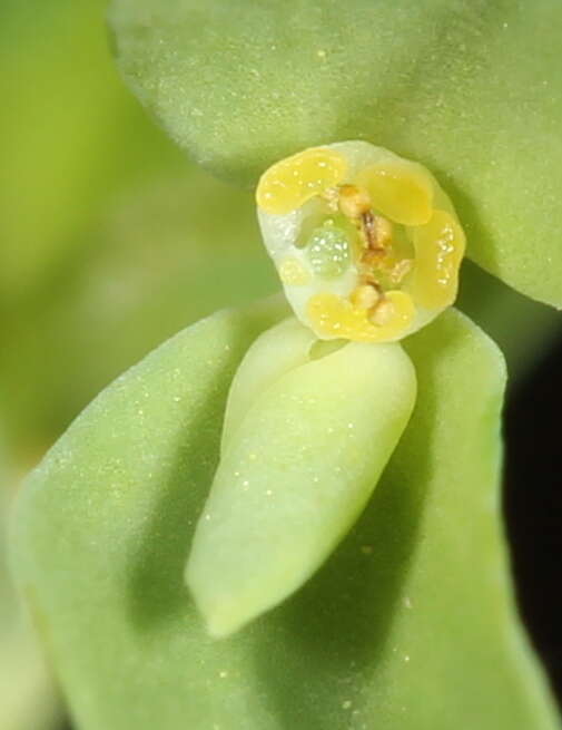 Image of Texas spurge