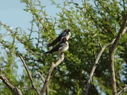 Image of Pearl-breasted Swallow
