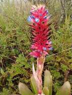 Aechmea aiuruocensis Leme的圖片