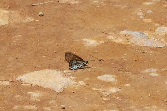 Acraea boopis Wichgraf 1914的圖片