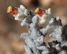 Image of Helichrysum zwartbergense Bolus