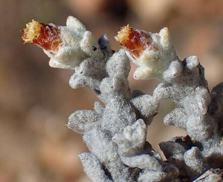 Image of Helichrysum zwartbergense Bolus