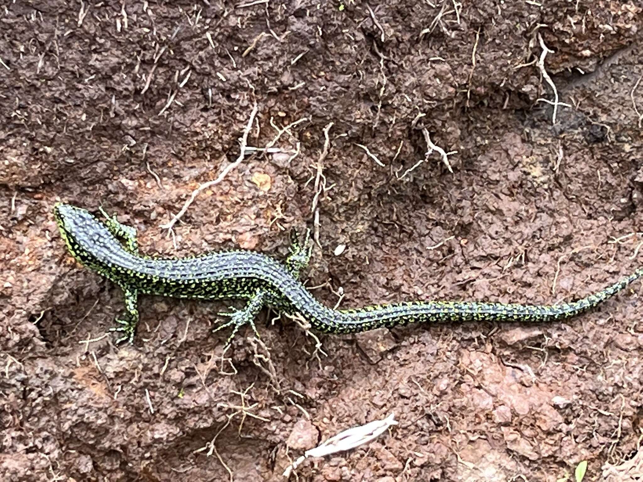 Image of Abronia monticola (Cope 1878)