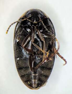 Image of Euscaphurus