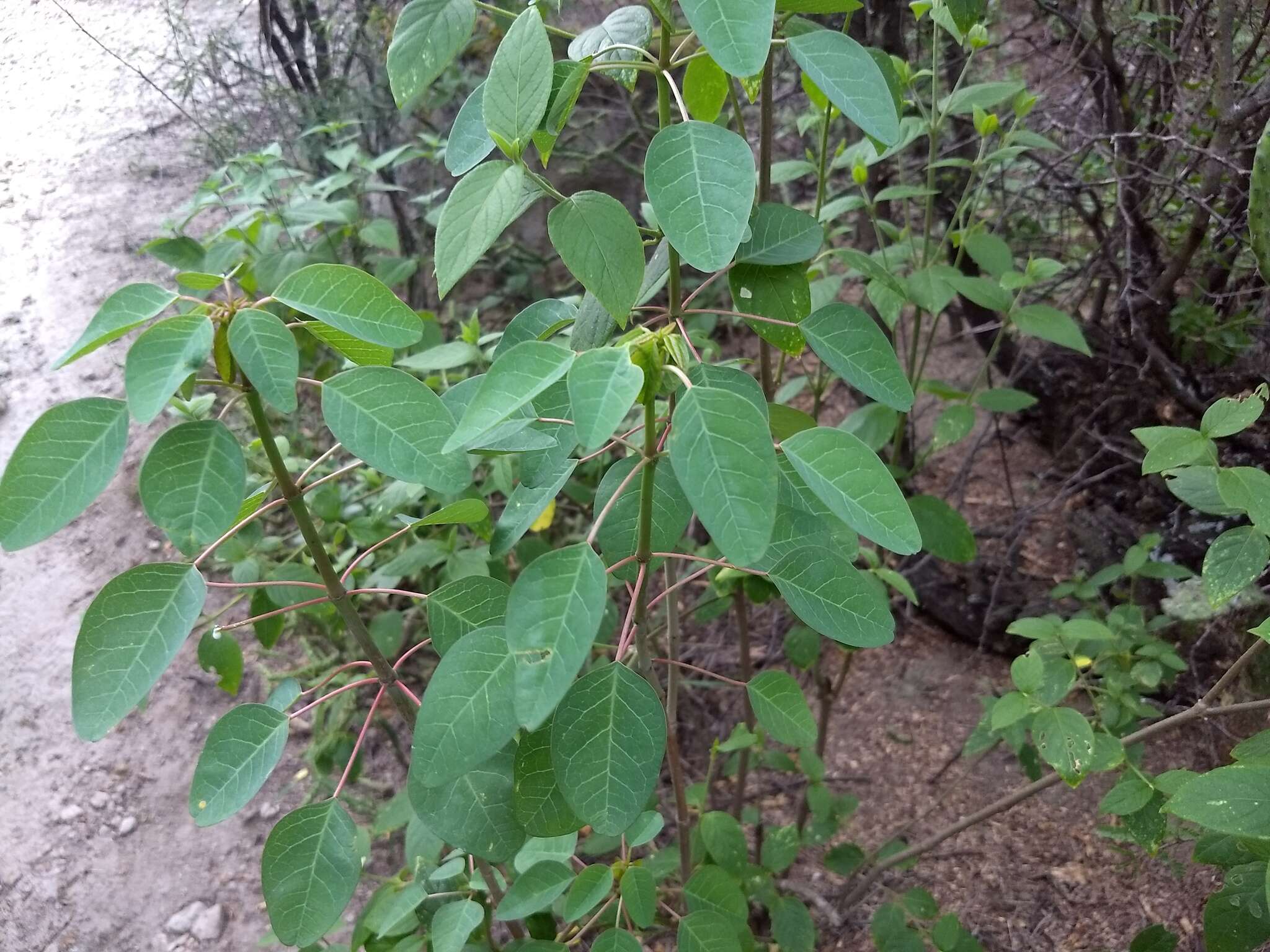 Image de Euphorbia schlechtendalii Boiss.