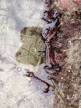 Image of California sea hare