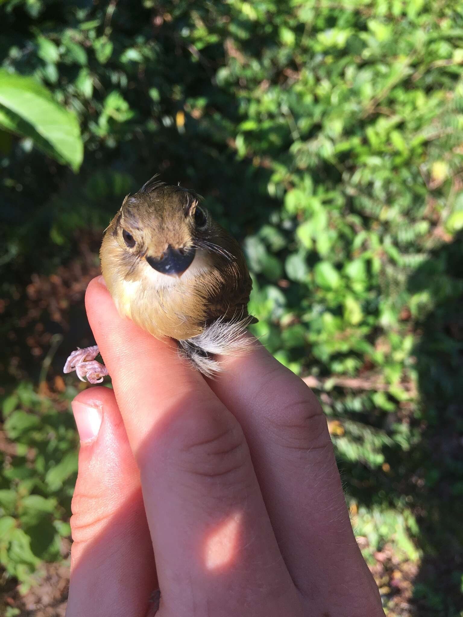 Image of Stub-tailed Spadebill