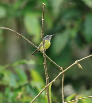 Image of Spotted Tody-Flycatcher