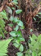 Image de Smilax melastomifolia Sm.