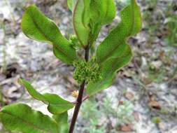 Sivun Asclepias tomentosa Ell. kuva