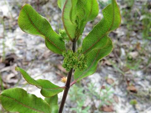 Asclepias tomentosa Ell. resmi