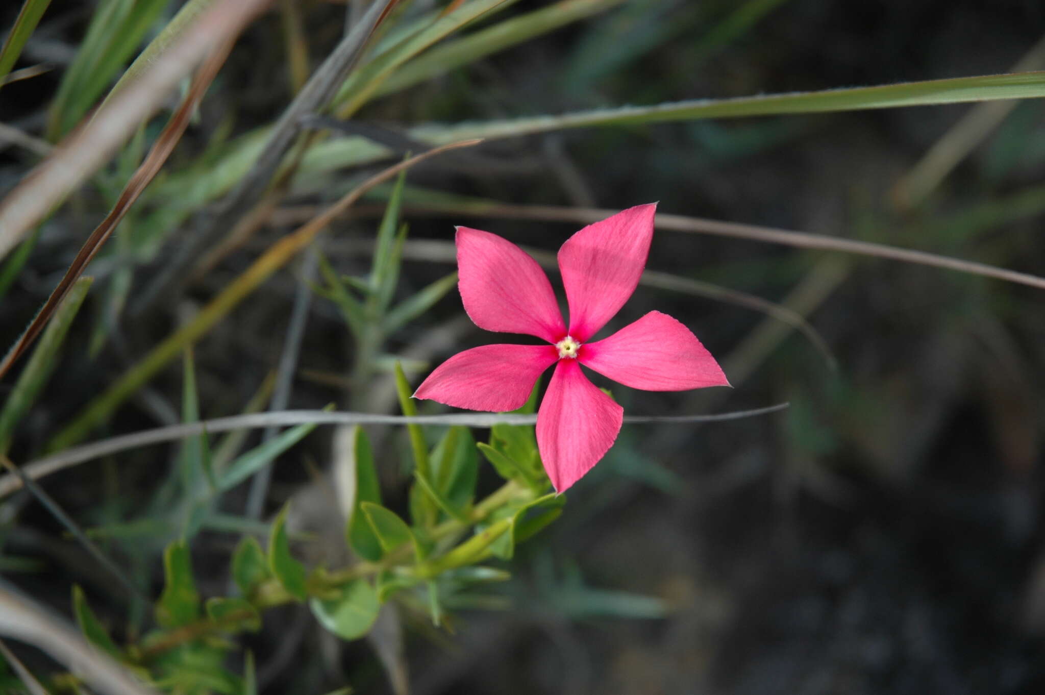 Image de Catharanthus ovalis subsp. grandiflorus Markgr.