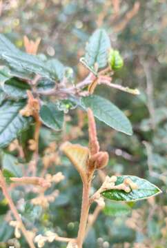 Plancia ëd Pomaderris paniculosa subsp. paralia N. G. Walsh