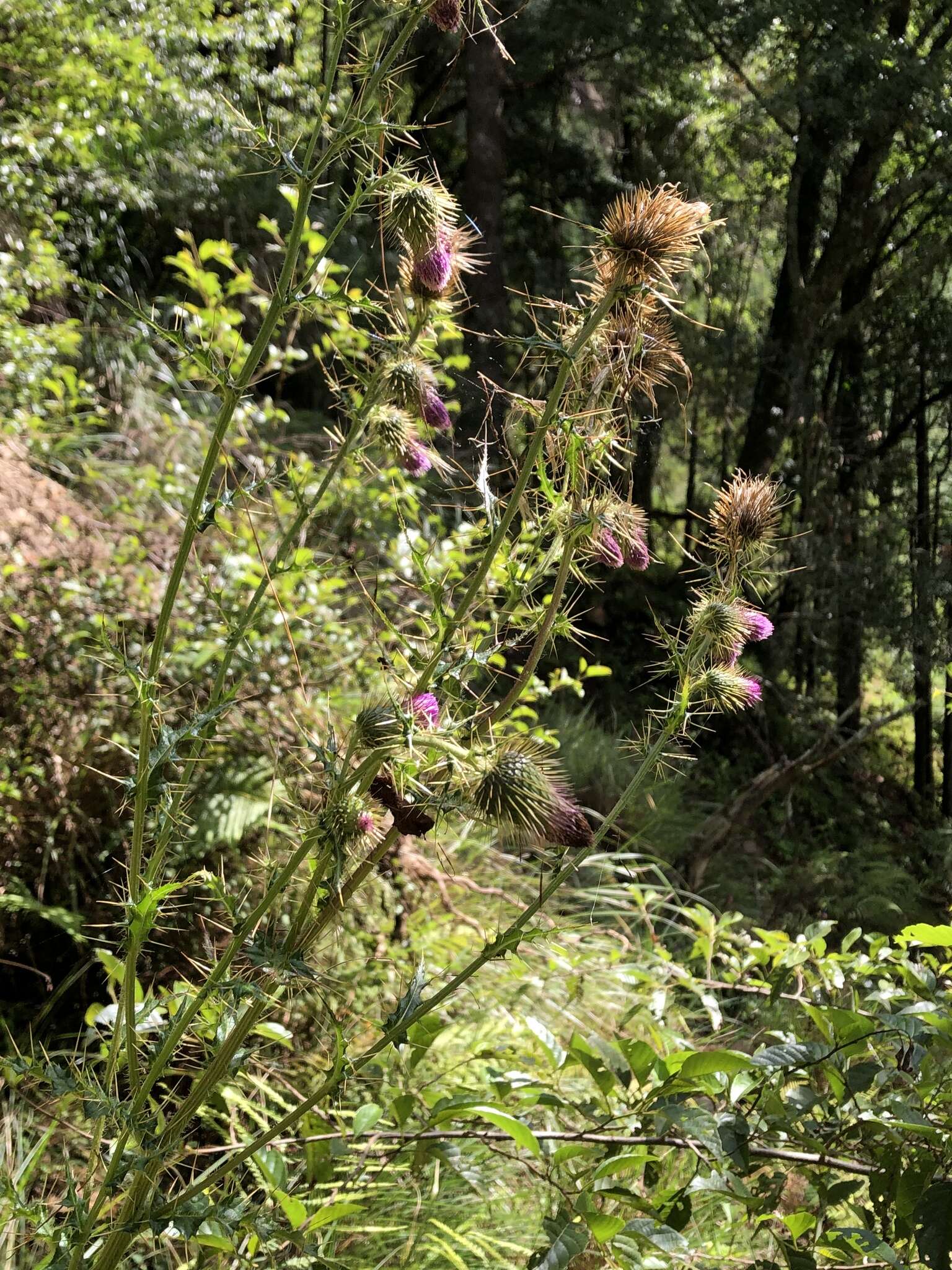 Imagem de Cirsium ferum