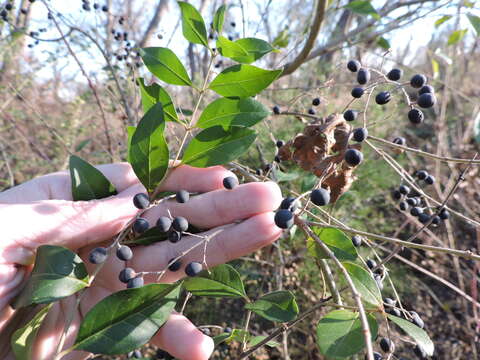 Слика од Ligustrum sinense Lour.