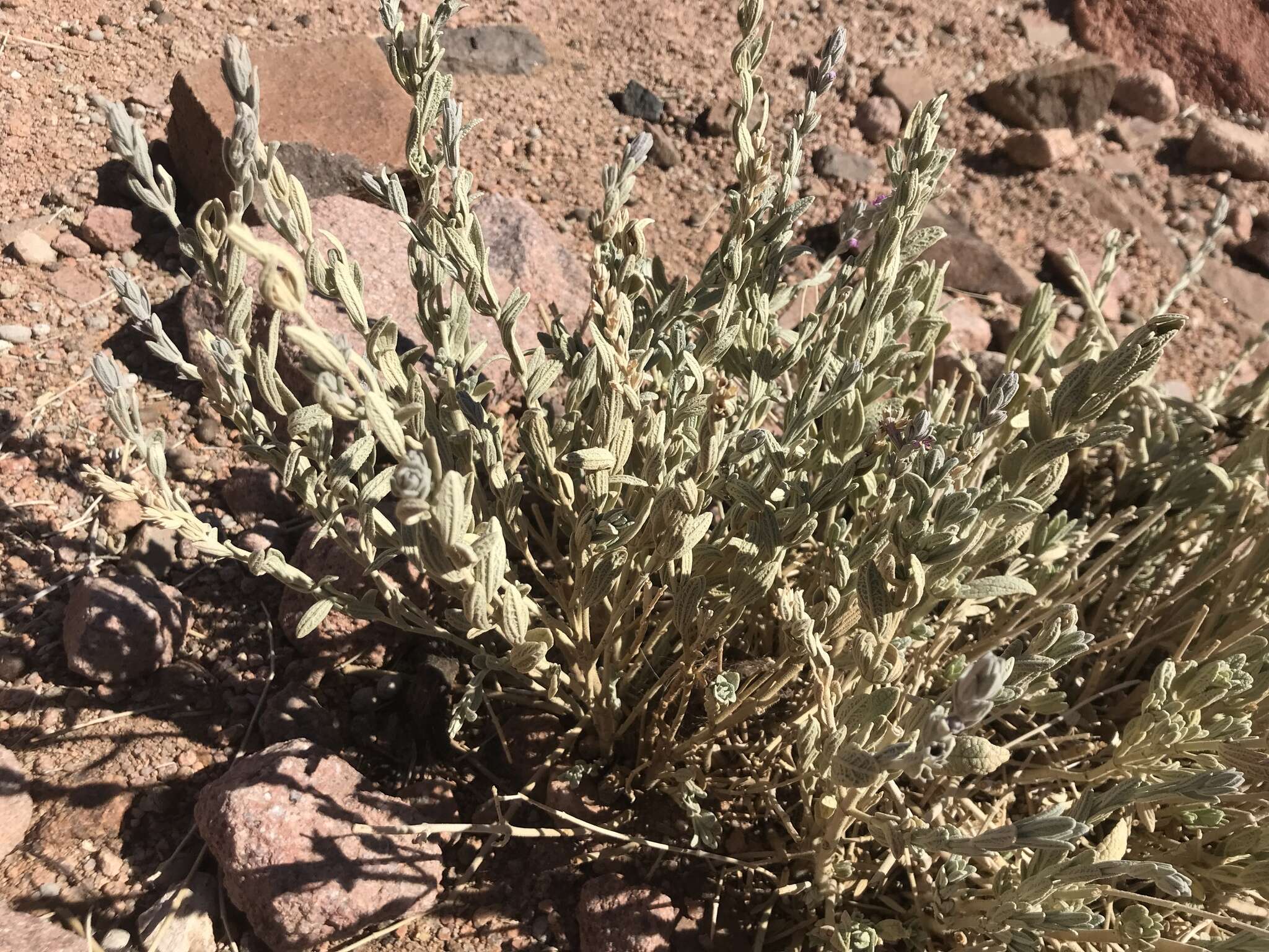 Imagem de Stachys aegyptiaca Pers.