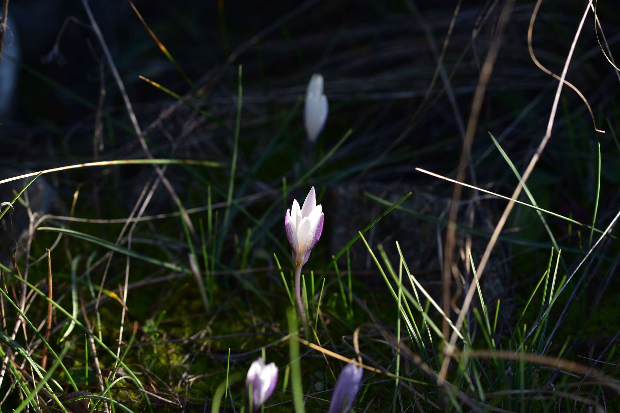 Image of Crocus weldenii Hoppe & Fürnr.