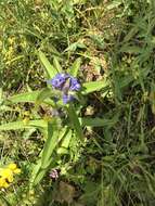 Image of Gentiana cruciata subsp. cruciata