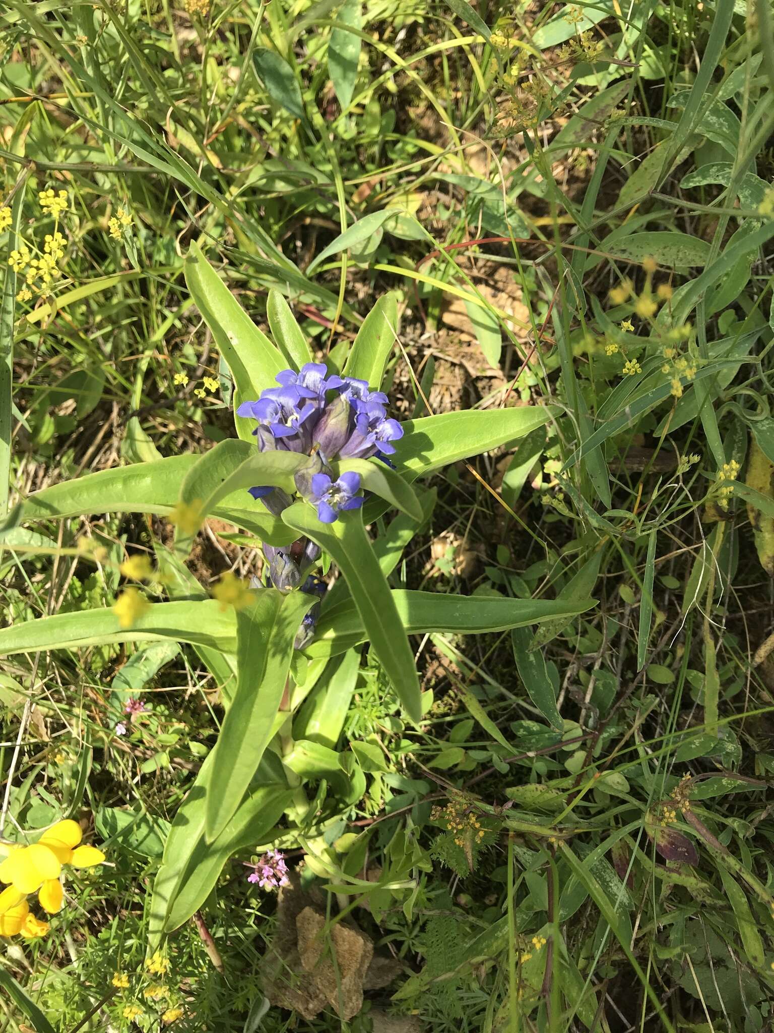 Image of Gentiana cruciata subsp. cruciata