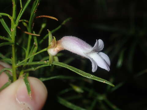 Image of Eremophila clarkei Oldfield & F. Muell.