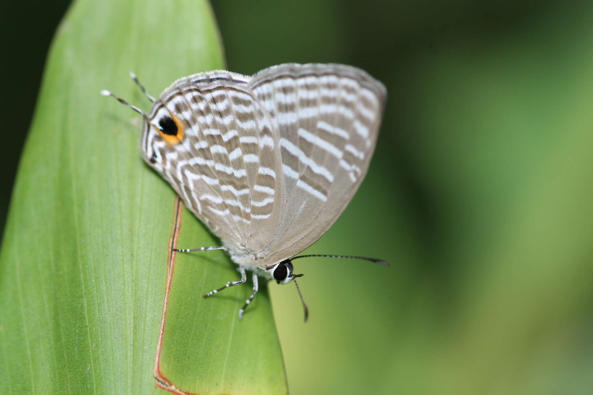 Image of <i>Jamides alecto dromicus</i>