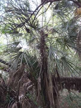 Image of Trithrinax schizophylla Drude