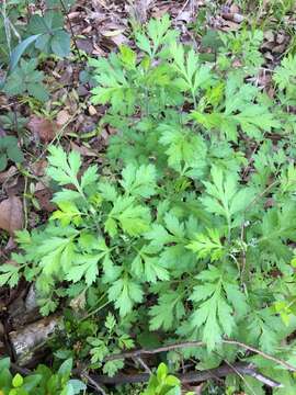 Image of Japanese mugwort