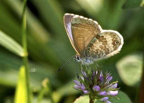 Imagem de Harpendyreus marungensis (Joicey & Talbot 1924)