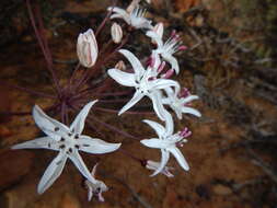 Image of Strumaria unguiculata (W. F. Barker) Snijman