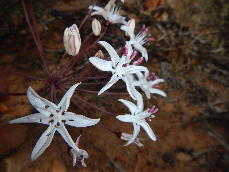 Image of Strumaria unguiculata (W. F. Barker) Snijman