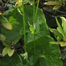 Image of Heracleum apiifolium Boiss.