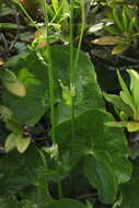 صورة Heracleum apiifolium Boiss.