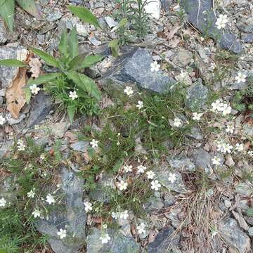 Imagem de Cherleria laricifolia (L.) Iamonico