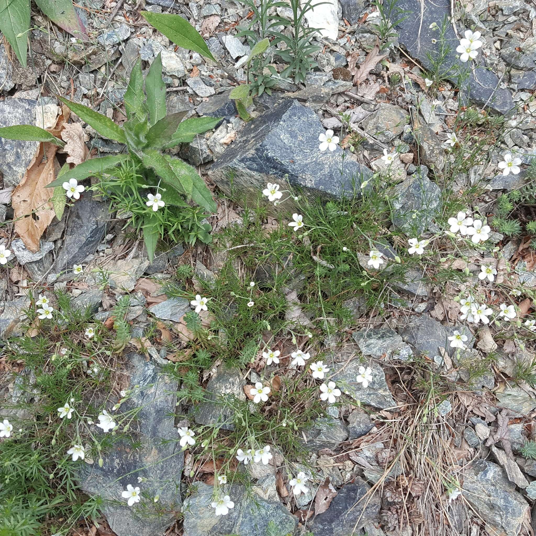 Plancia ëd Cherleria laricifolia (L.) Iamonico