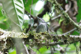 Image of Spot-crowned Antvireo