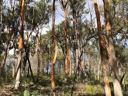 Image of Eucalyptus major (Maiden) Blakely