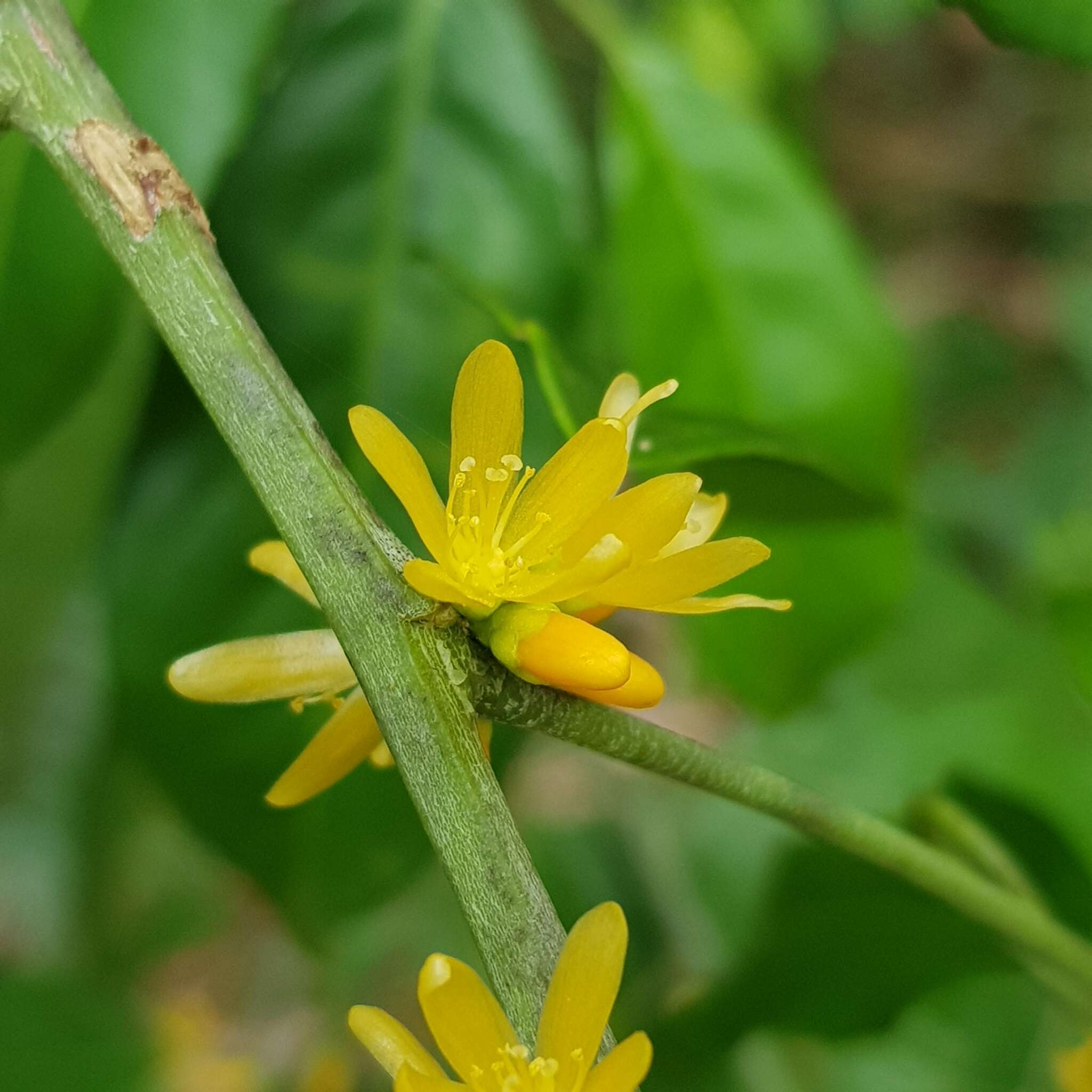 Imagem de Indorouchera griffithiana (Planch.) Hall. fil.