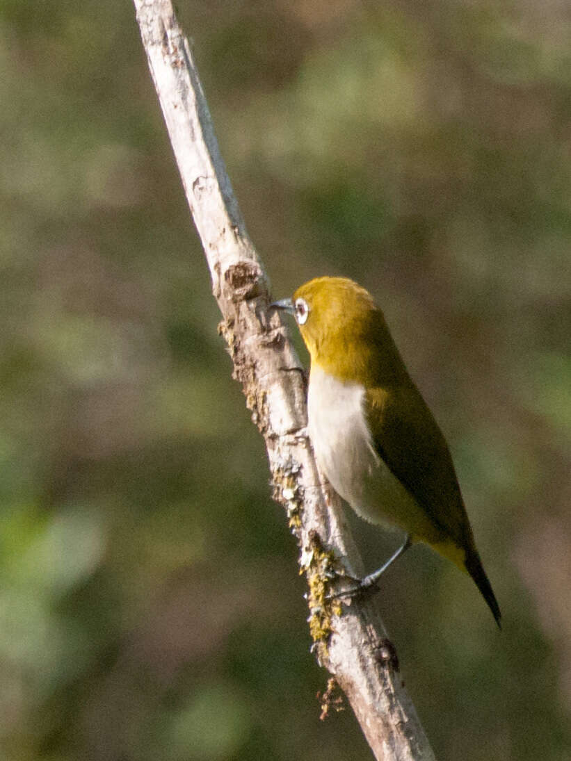 صورة Zosterops maderaspatanus (Linnaeus 1766)