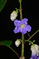 Strobilanthes heyneanus Nees resmi