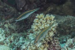 Image of Southern wrasse