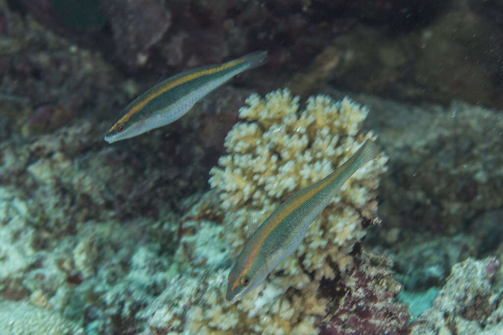 Image of Southern wrasse