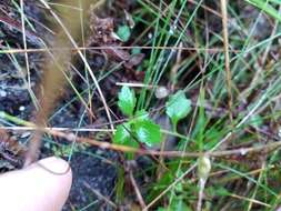 صورة Lobelia filicaulis (C. Presl) Schönland