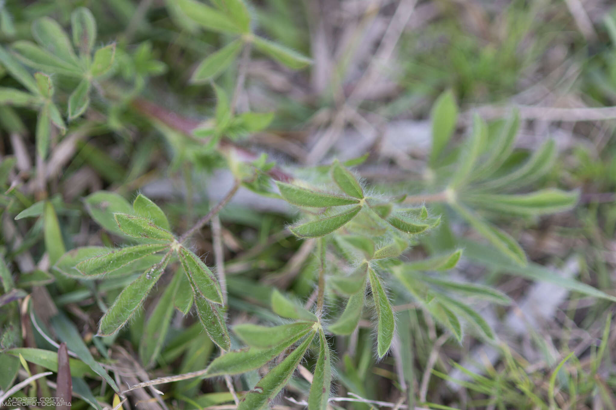 Plancia ëd Lupinus gibertianus C. P. Sm.