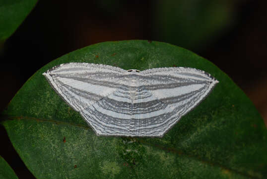 Image of Acropteris rectinervata Guenée